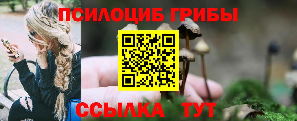 Псилоцибиновые грибы Psilocybine cubensis Северск